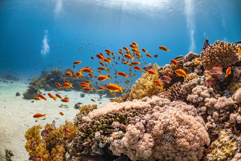 A Digital ID for Divers: Why it matters & how we approaches it